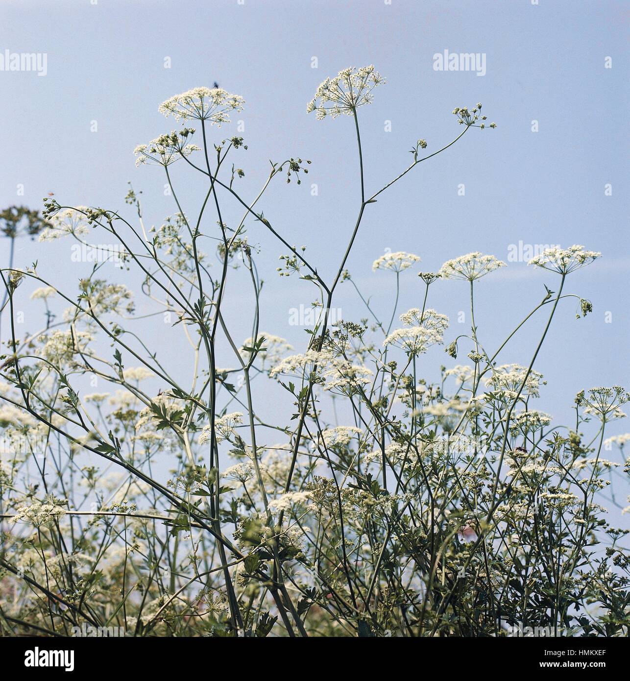 Aniseed in bloom (Pimpinella anisum), Apiaceae. Stock Photo