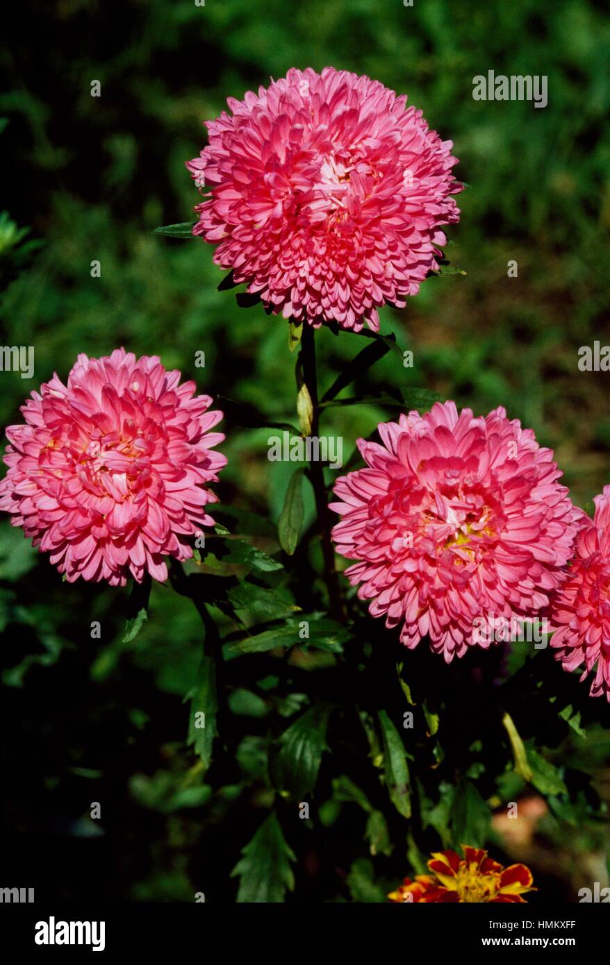 China aster and annual aster (Callistephus chinensis), Asteraceae. Stock Photo