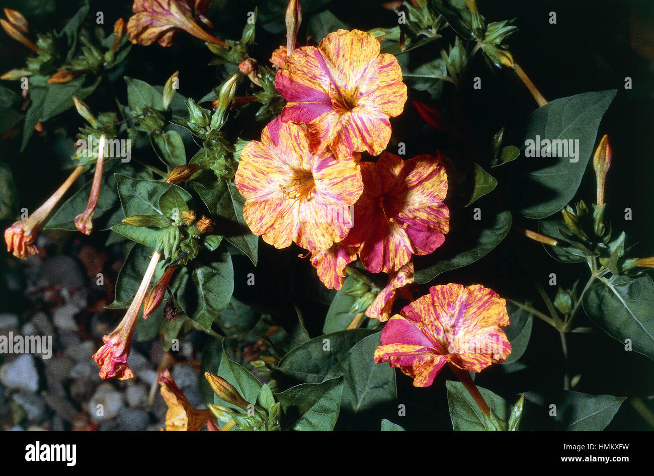 Four o'clock flower or Marvel of Peru (Mirabilis jalapa), Nyctaginaceae