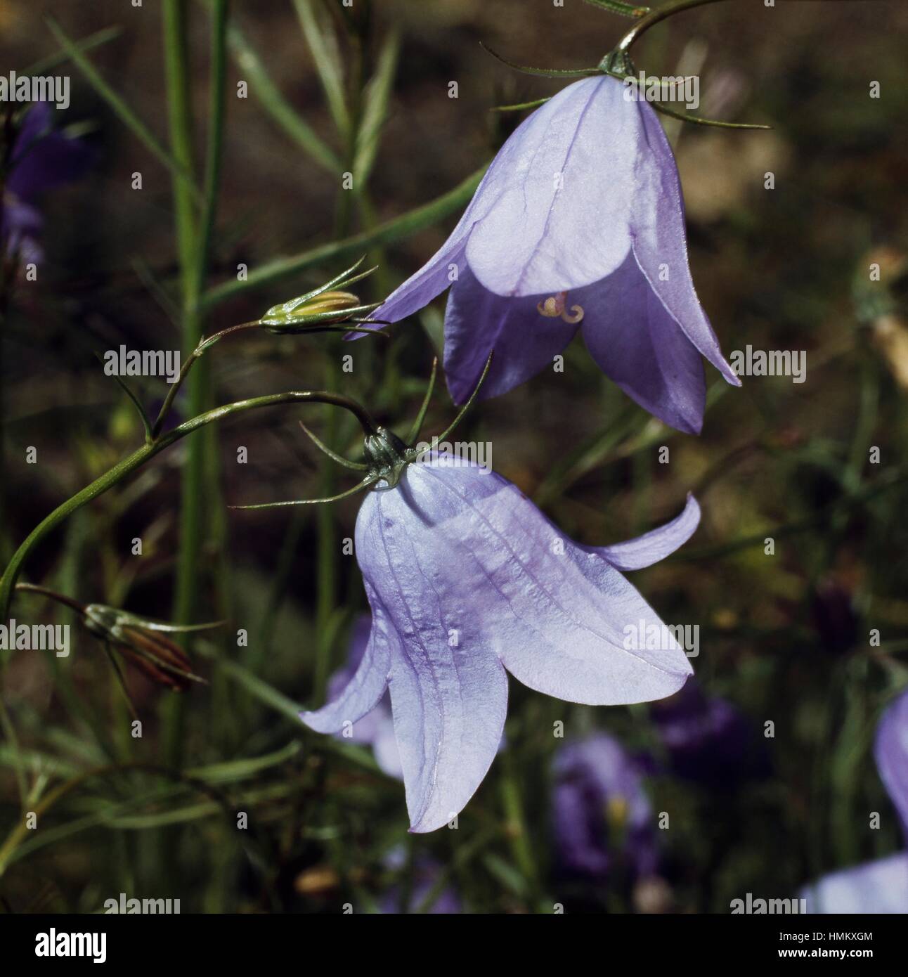 Bellflowers (Campanula sp), Campanulaceae. Stock Photo