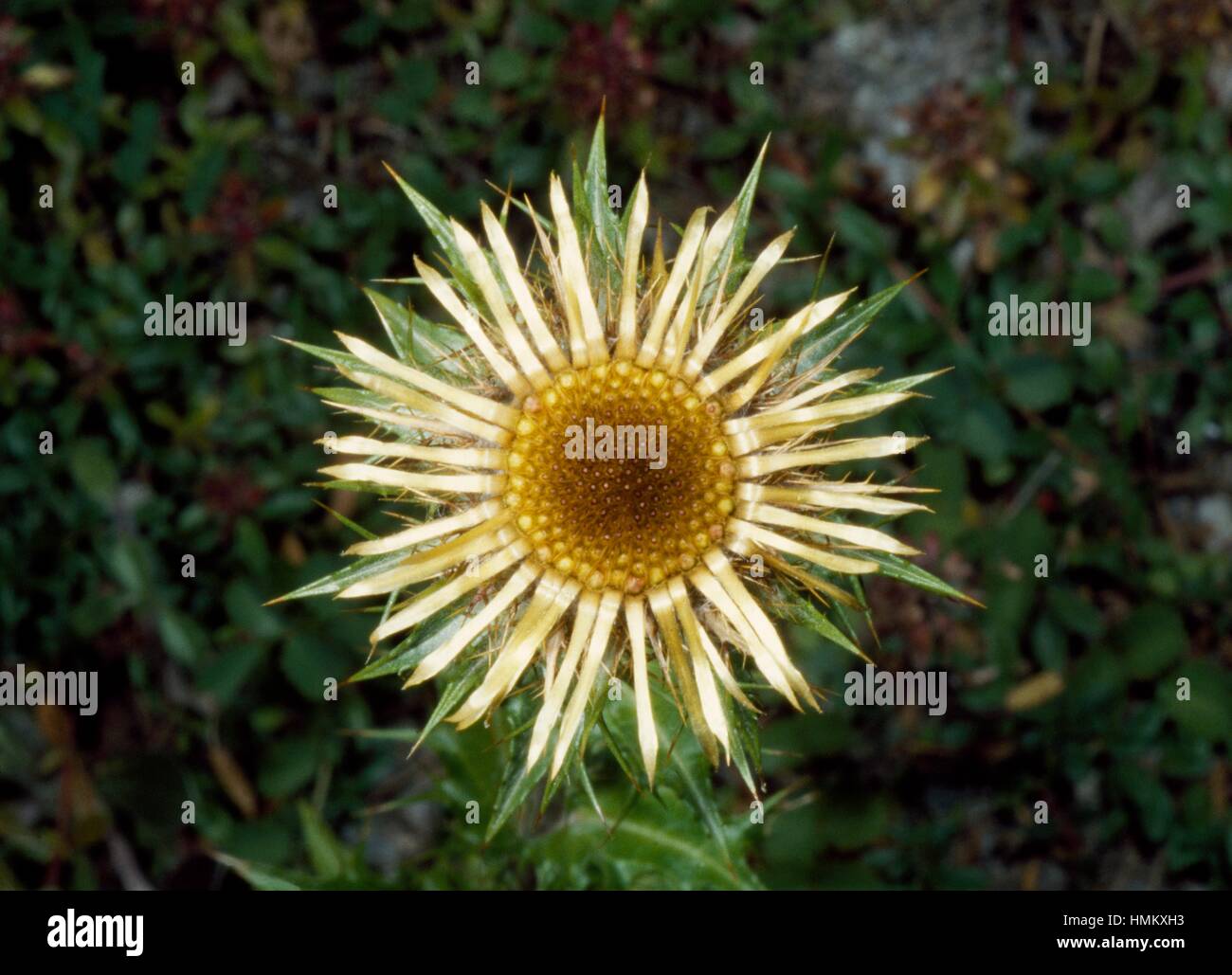 Stemless carline thistle, Dwarf carline thistle or Silver thistle (Carlina acaulis), Asteraceae. Stock Photo