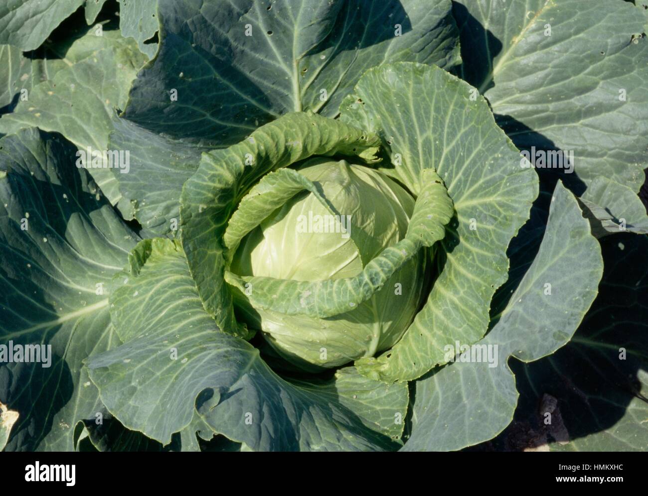 Wild Cabbage (Brassica oleracea capitata), Brassicaceae Stock Photo Alamy