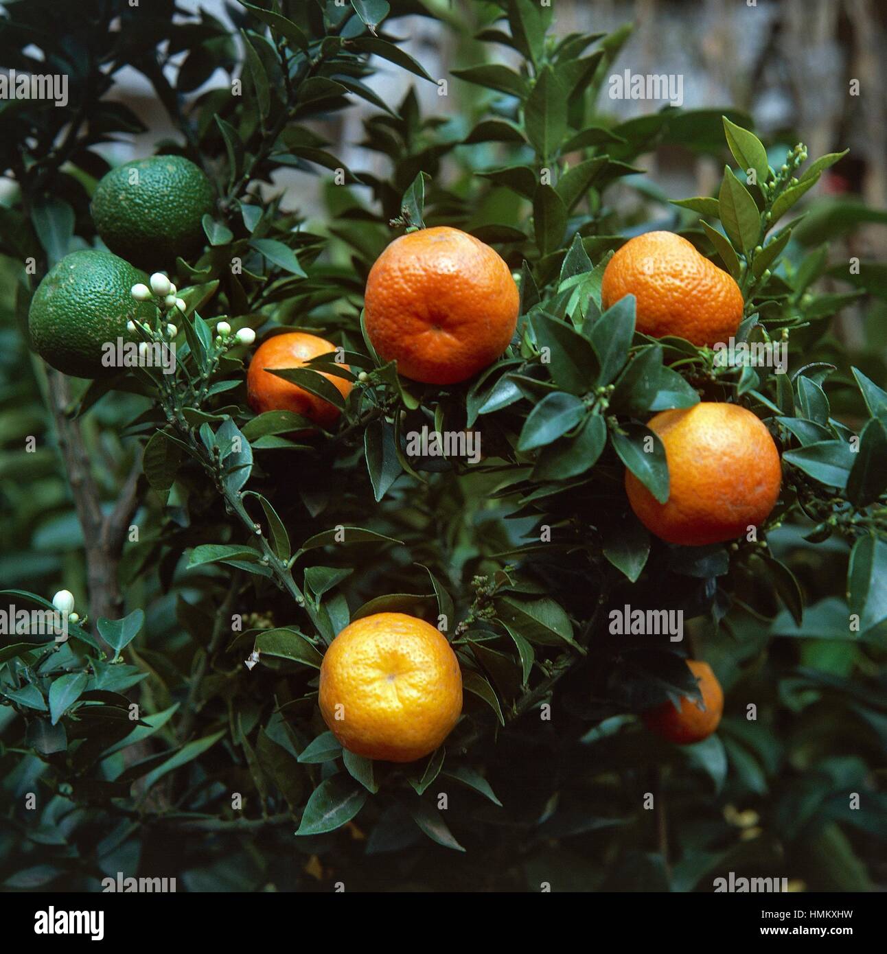 Fruits and flowers of Myrtle-leaved orange tree (Citrus x myrtifolia), Rutaceae. Stock Photo