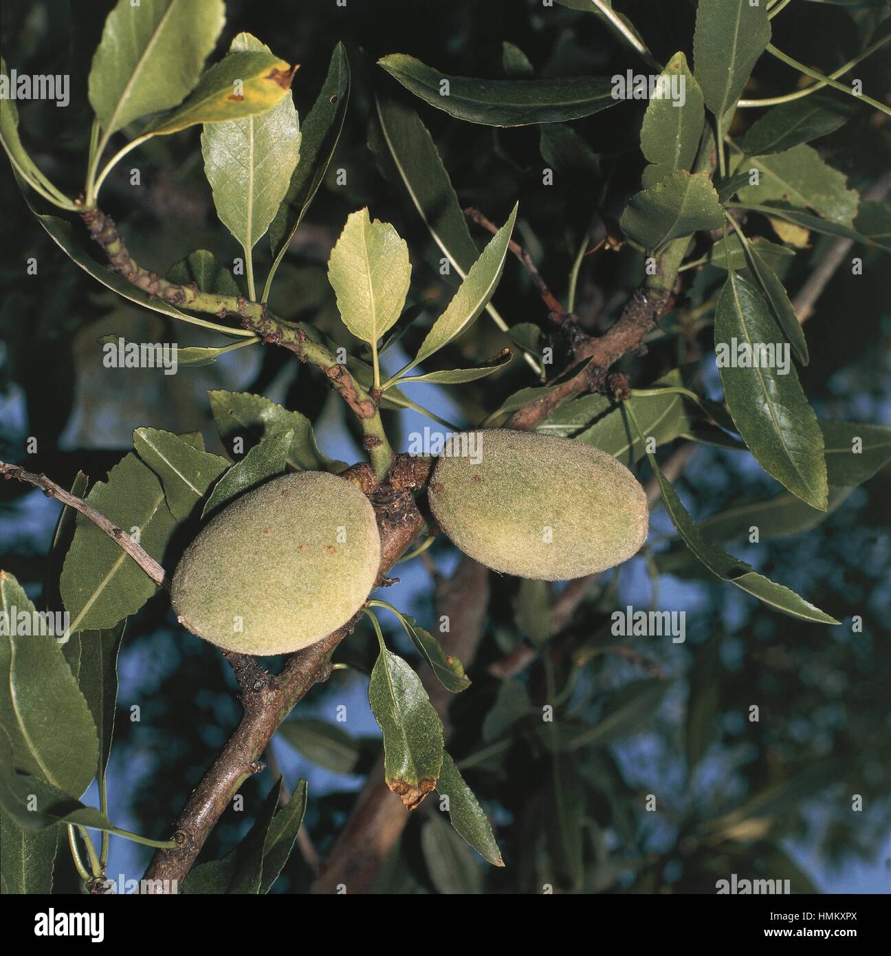 Amygdalus communis almond hires stock photography and images Alamy