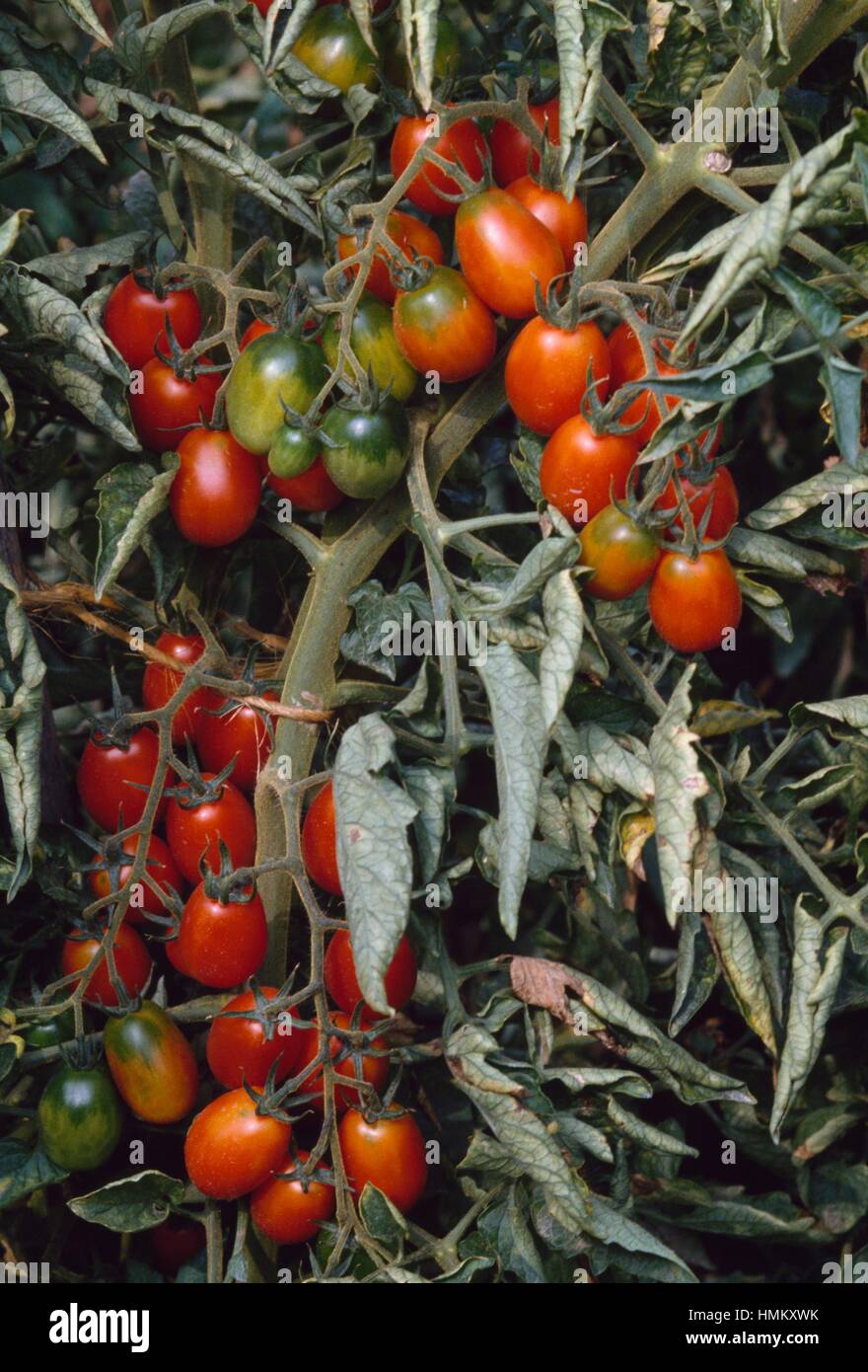 Tomatoes (Solanum lycopersicum or Lycopersicon esculentum), Solanaceae. Stock Photo