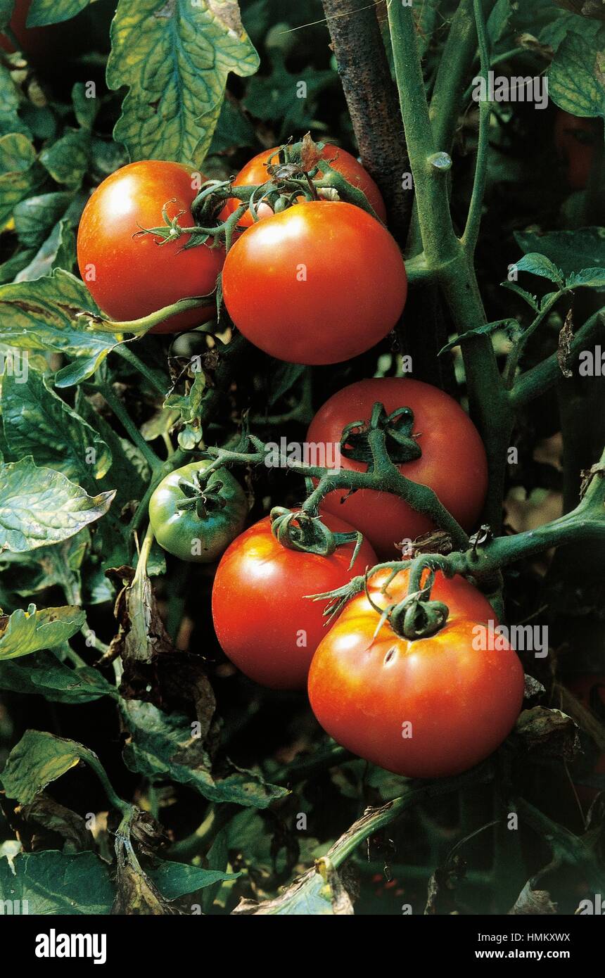 Tomatoes (Solanum lycopersicum or Lycopersicon esculentum), Solanaceae. Stock Photo