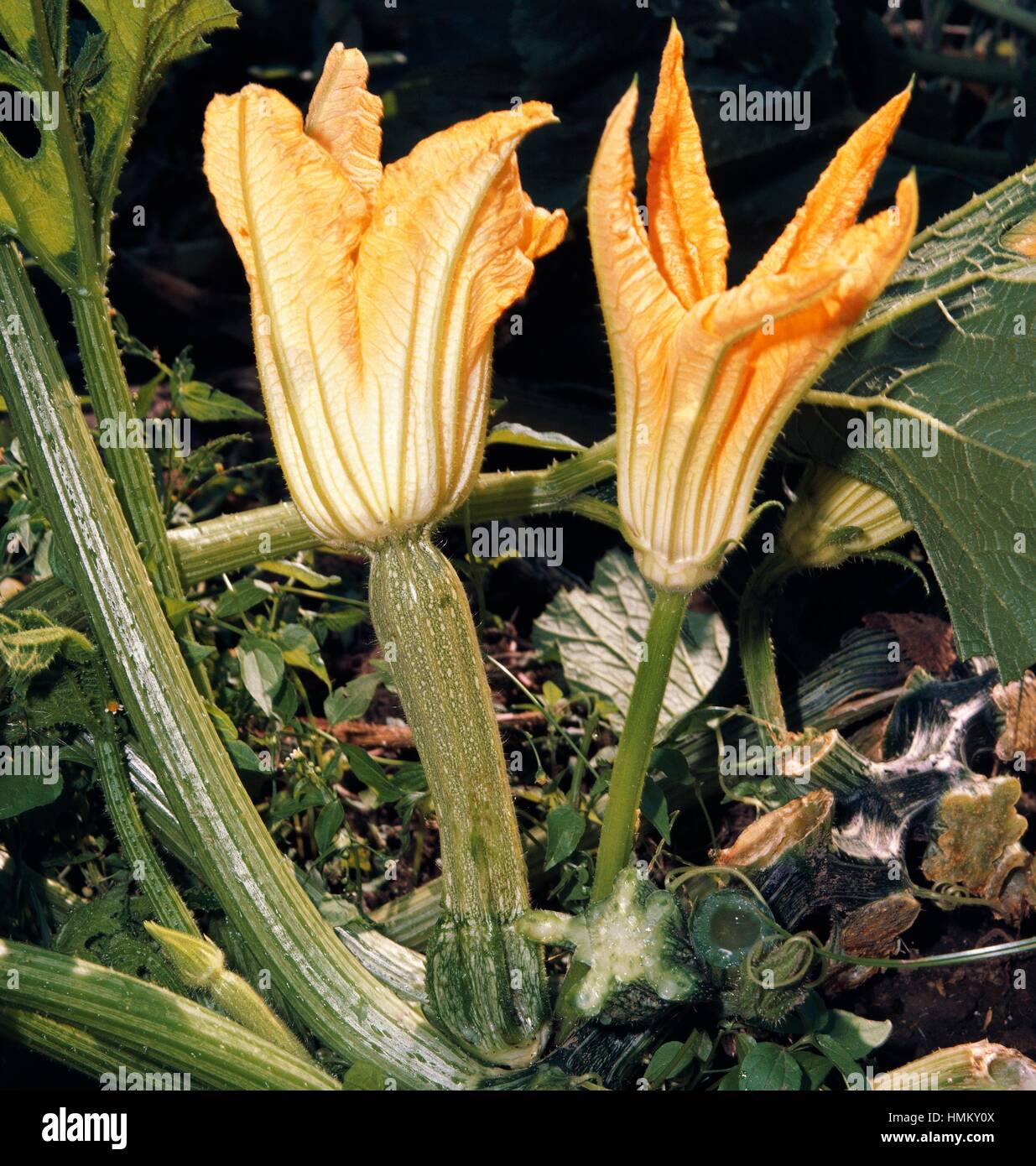 Zucchini or Courgette with flower (Cucurbita pepo), Cucurbitaceae. Stock Photo