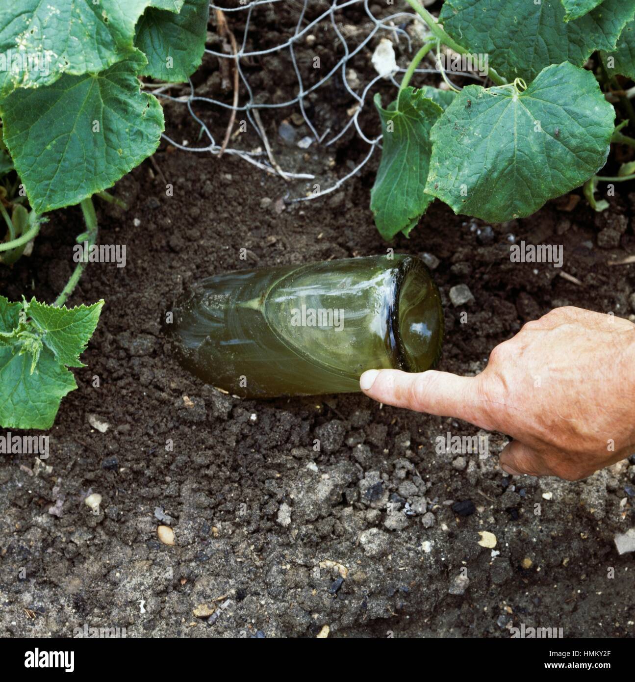Bottle with water inserted into the ground, to provide water to the plants. Stock Photo