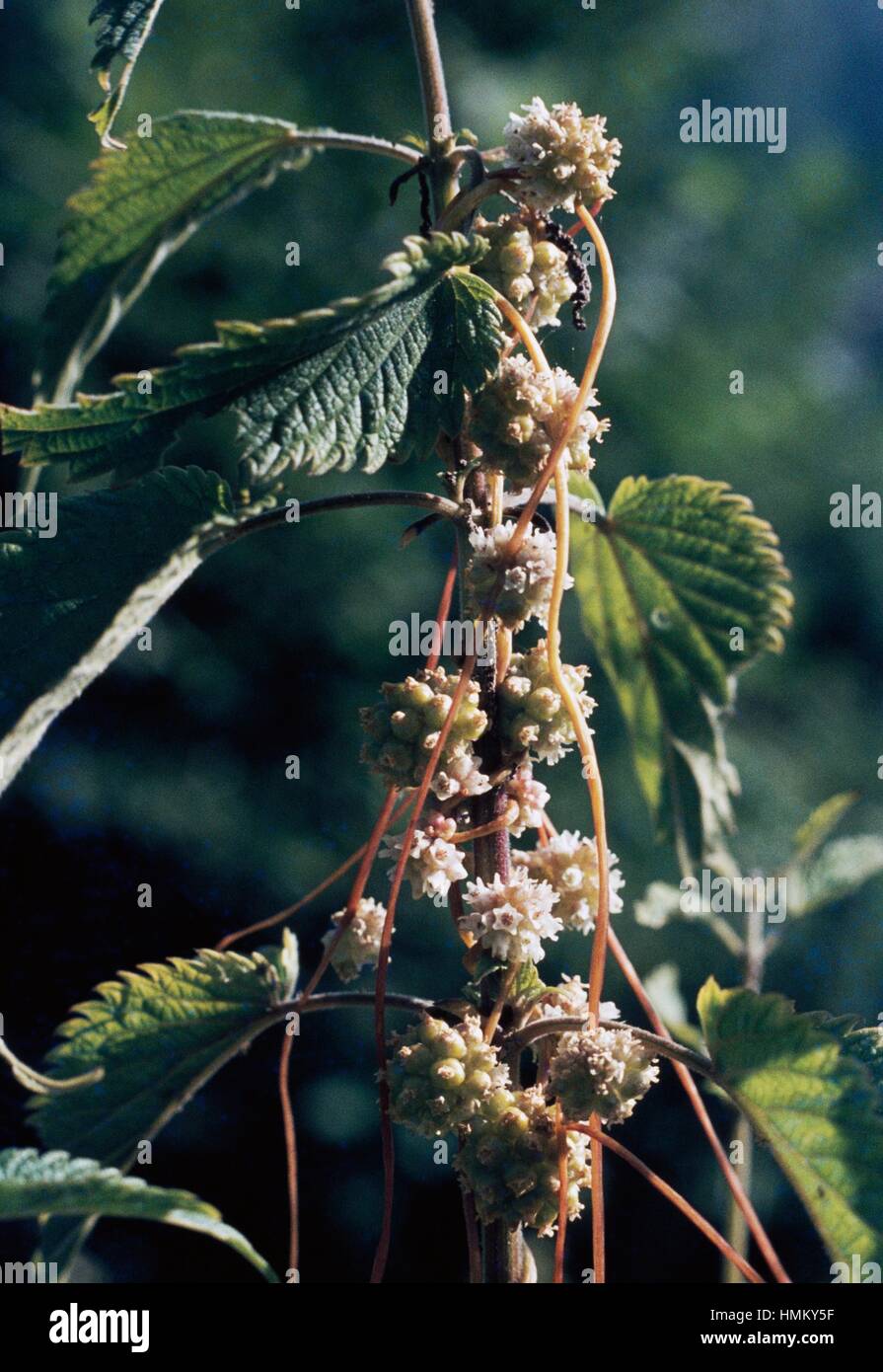Dodder (Cuscuta europaea), Convolvulaceae. Stock Photo