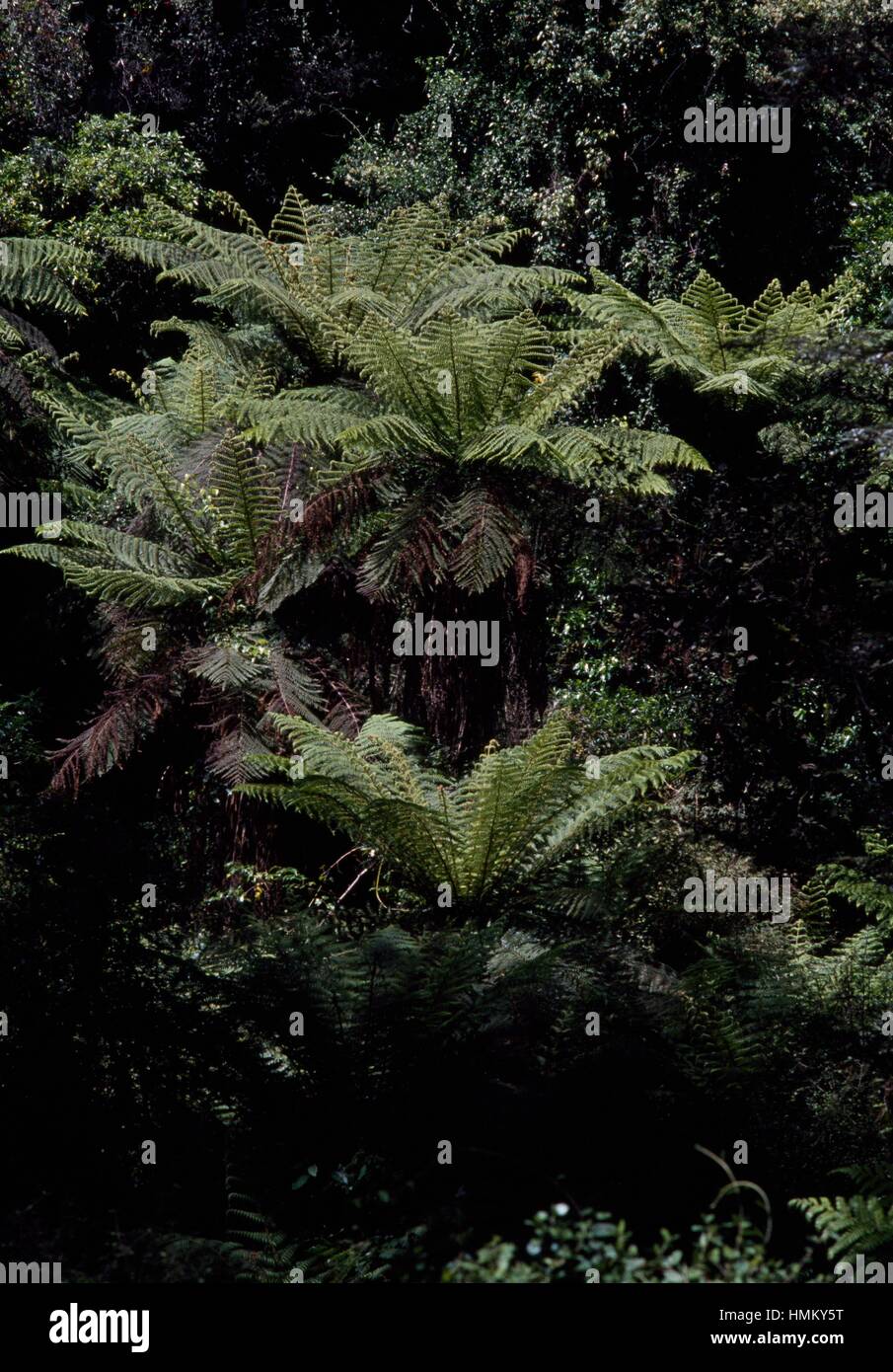 Ferns new zealand hi-res stock photography and images - Alamy