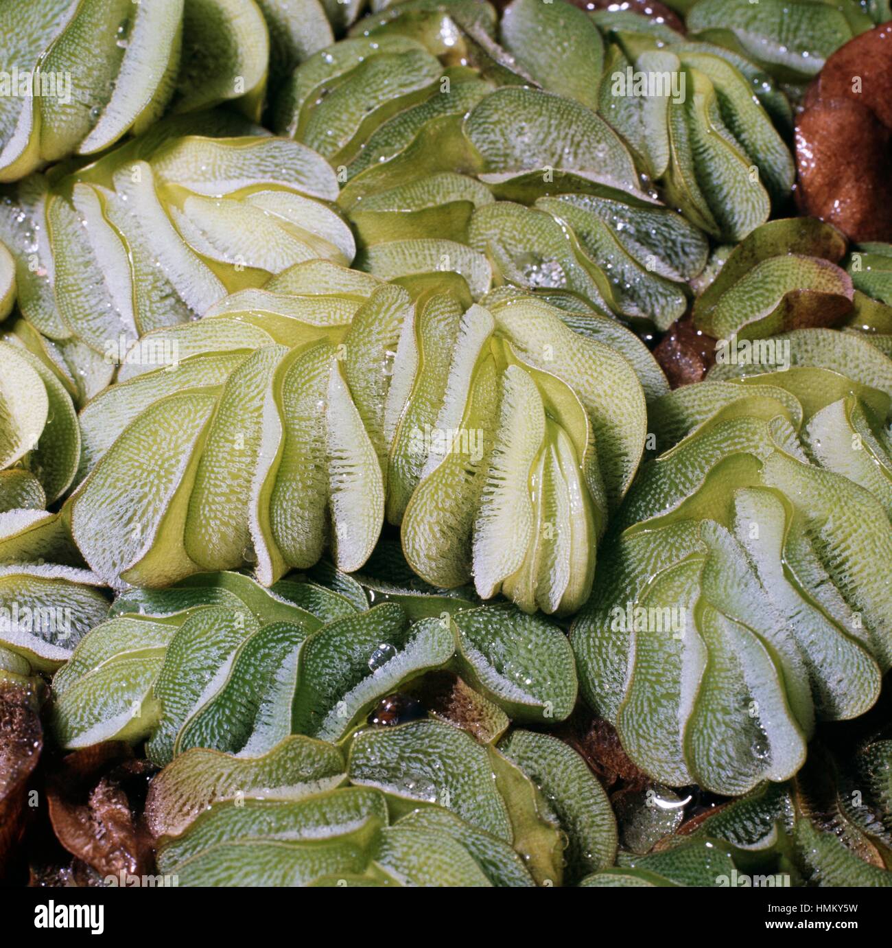 Eared Watermoss (Salvinia auriculata), Salviniaceae. Stock Photo