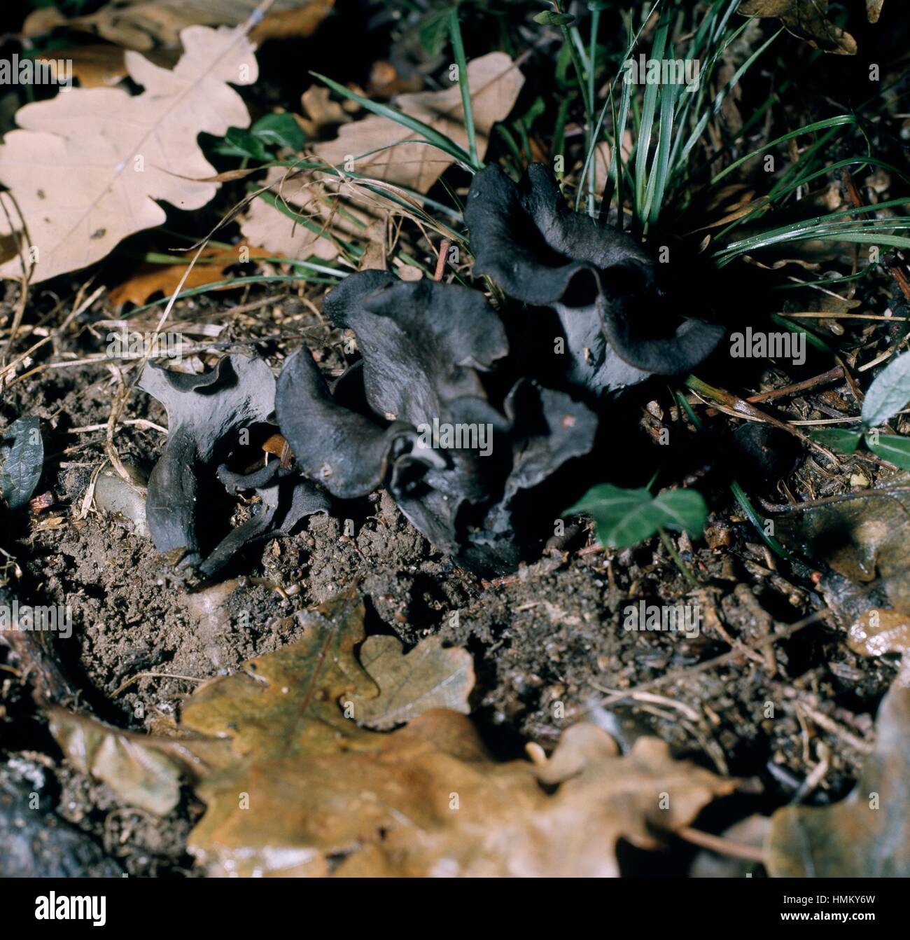 Trumpet of the dead, Black chanterelle, Black trumpet, or Horn of plenty (Craterellus cornucopioides), Cantharellaceae. Stock Photo