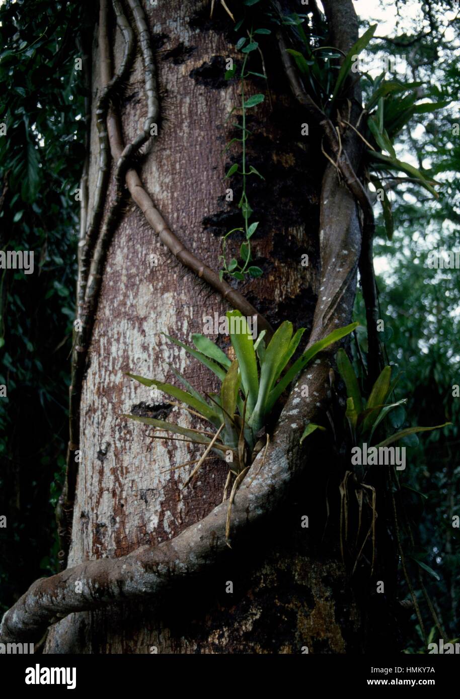 Bird's-nest Fern or Nest Fern (Asplenium nidus) on tropical tree trunk, Aspleniaceae. Stock Photo