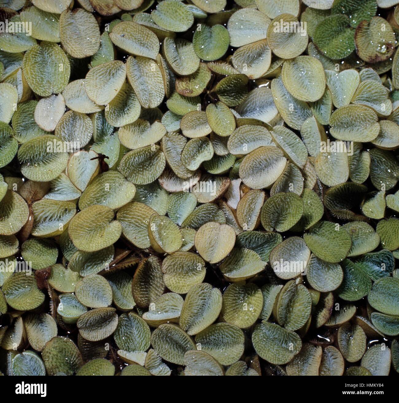 Floating Fern or Water Butterfly Wings (Salvinia natans), Salviniaceae. Stock Photo