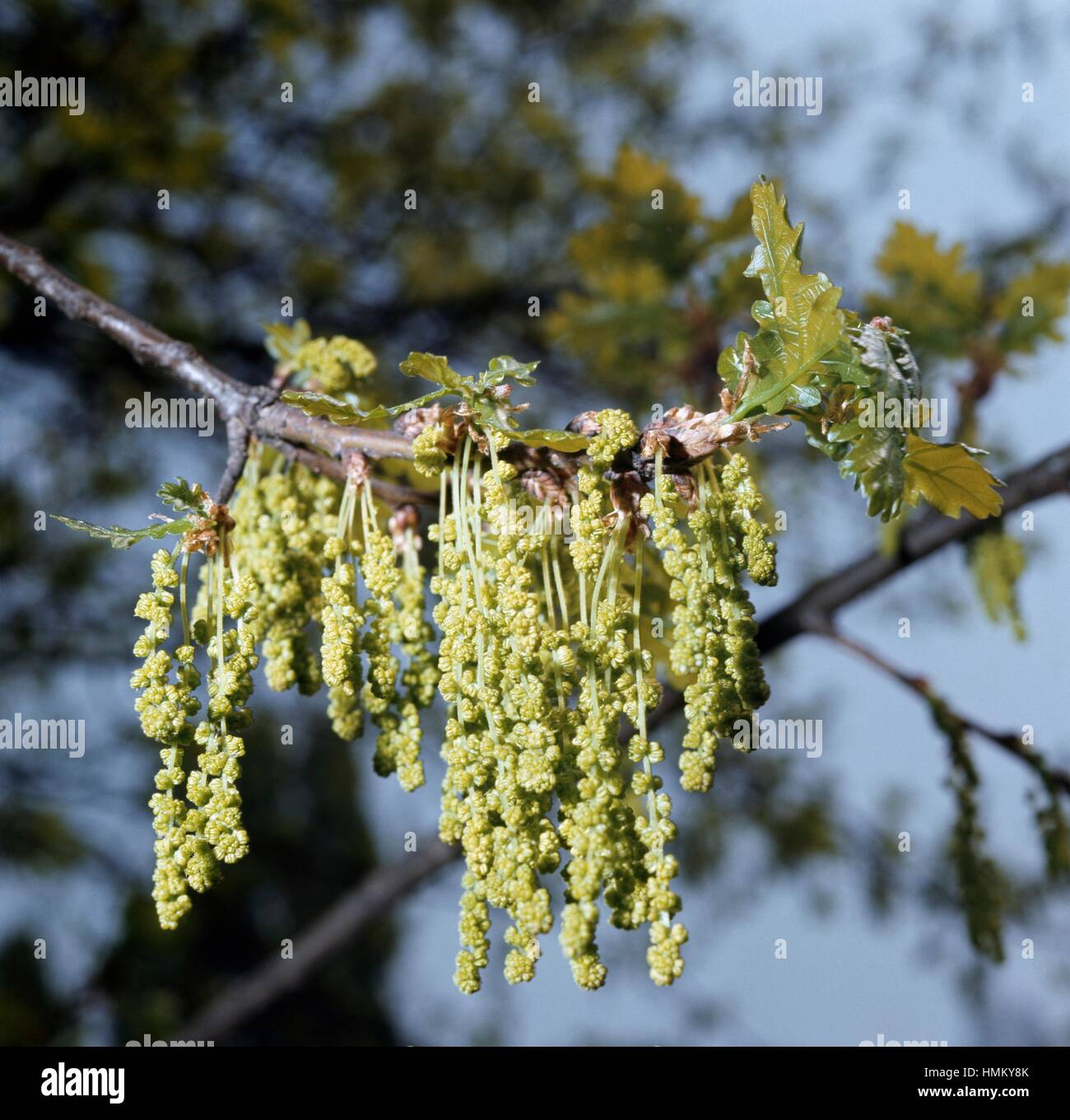 Male catkins of English oak (Quercus robur), Fagaceae Stock Photo - Alamy