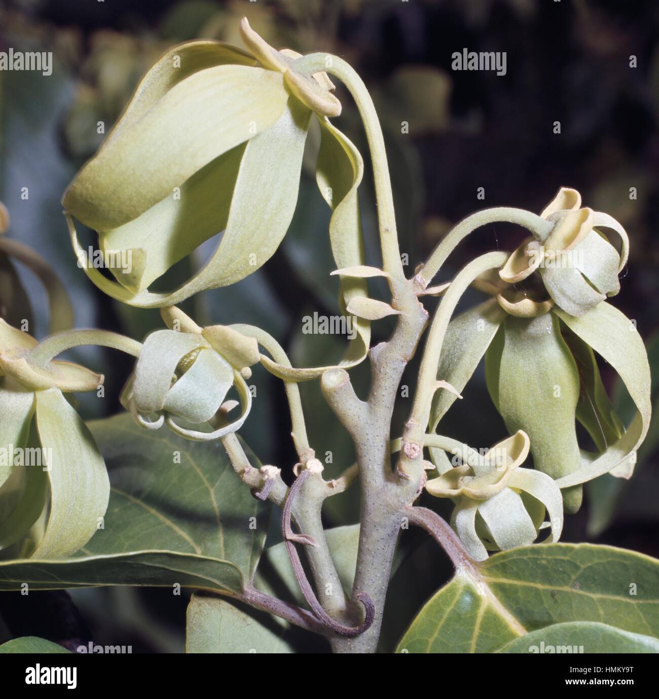 Ylangylangtree (Cananga odorata), Annonaceae Stock Photo Alamy