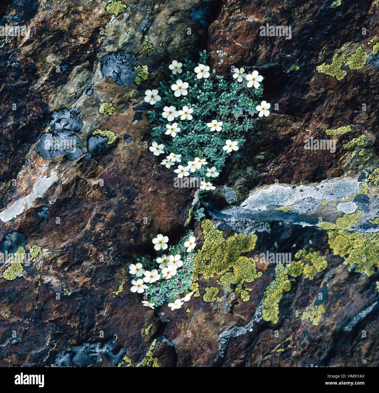 Siliceous rock with Androsace vandellii, Primulaceae, and Rhizocarpon geographicum, Rhizocarpaceae. Stock Photo