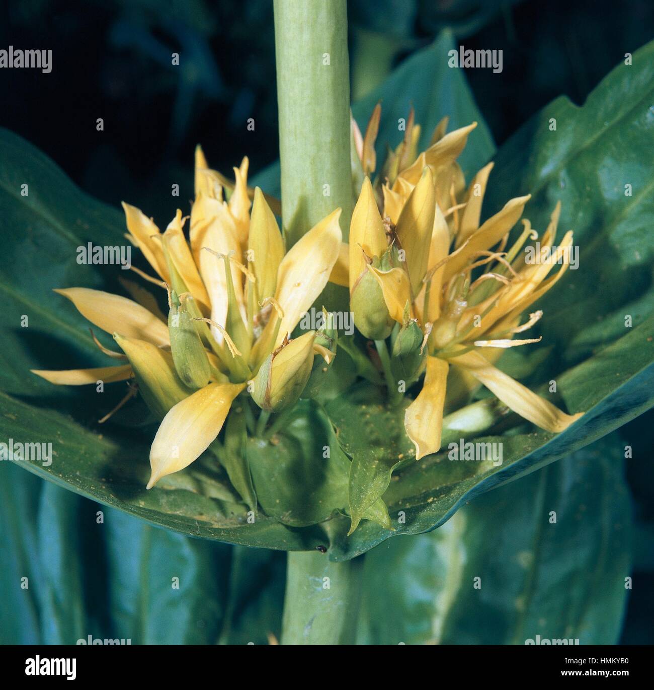 Great yellow gentian or Bitter root (Gentiana lutea). Detail of the Inflorescence, Gentianaceae. Stock Photo