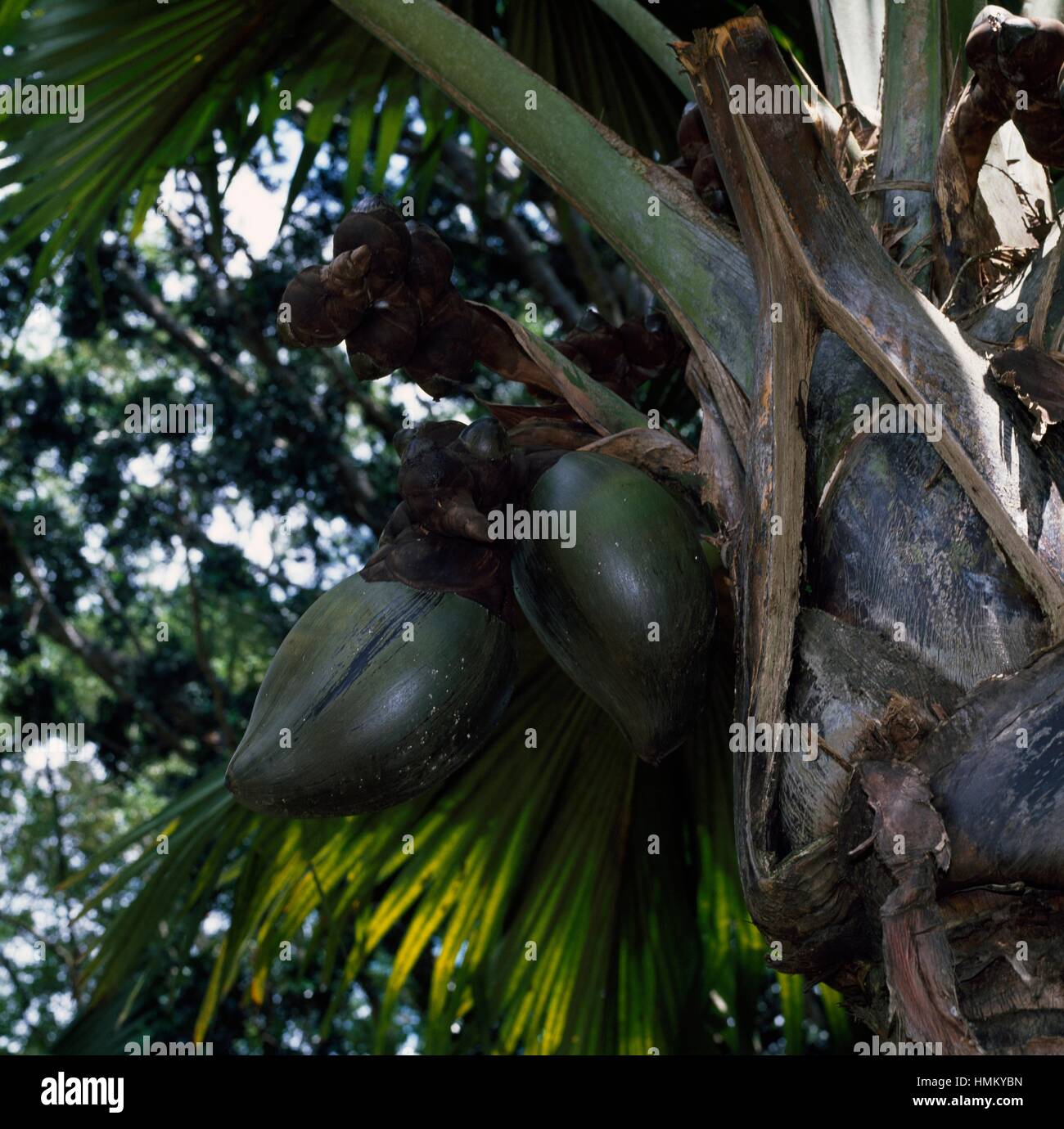 Fruits of the Coco De Mer (Lodoicea maldivica), Arecaceae Stock Photo ...