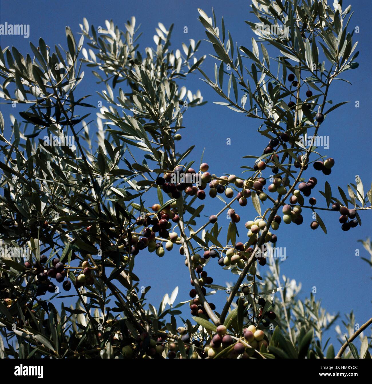 Olive branches with olives (Olea europaea), Oleaceae. Stock Photo