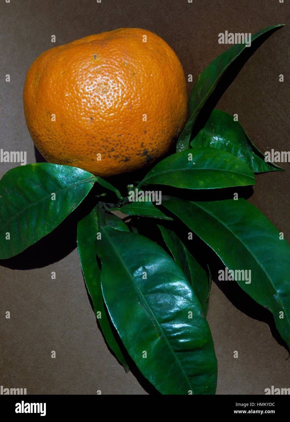 Bitter Orange or Melalgolo (Citrus bigaradia), Rutaceae. Stock Photo
