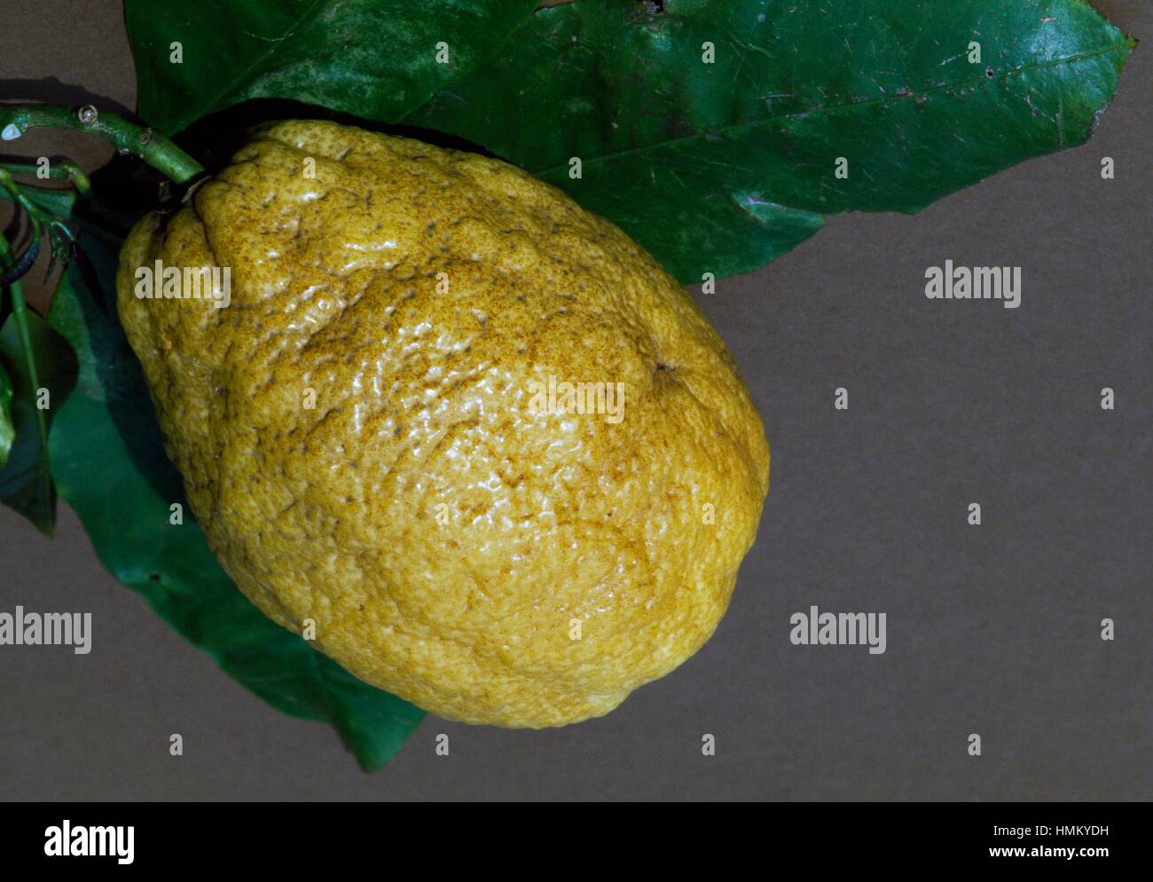 Citron (Citrus medica), Rutaceae. Stock Photo