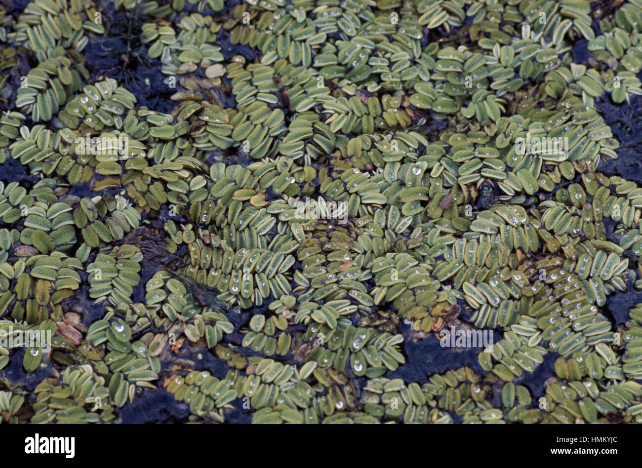 Floating Fern, Floating Watermoss, Floating Moss or Water Butterfly Wings (Salvinia natans), Salviniaceae. Stock Photo