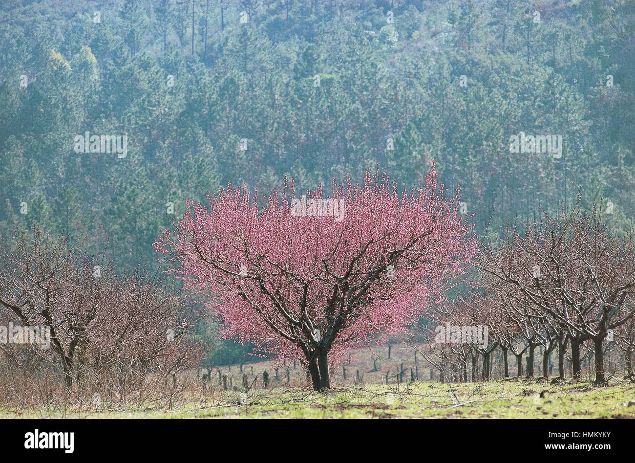 Botany - Rosaceae - Blooming peach tree (Prunus persica) Stock Photo