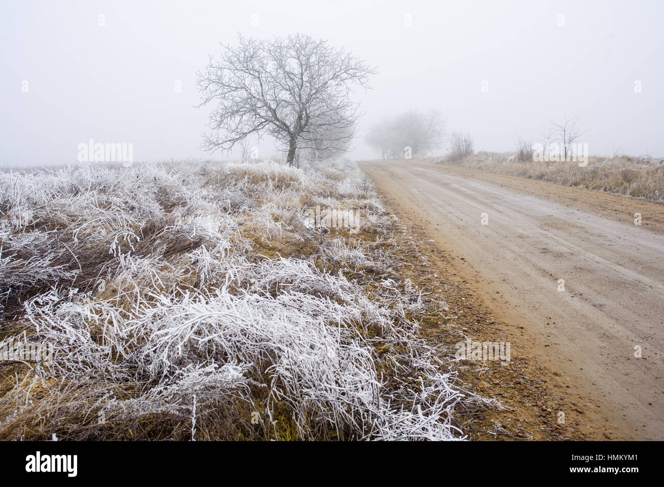Trees in misty haze Stock Photo - Alamy