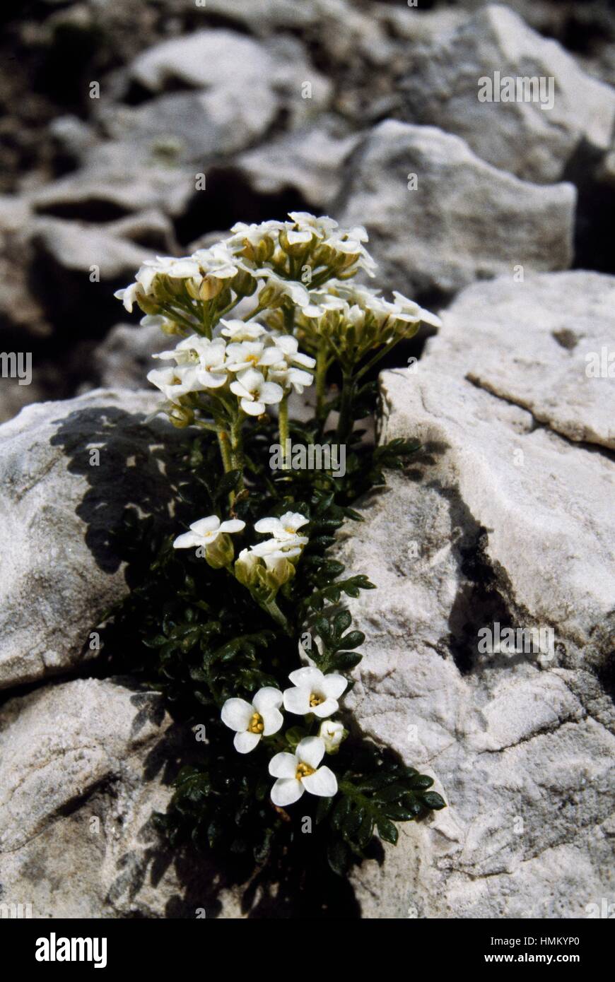 Alpine Hutchinsia (Hutchinsia alpina, Hornungia alpina alpina or Pritzelago alpina), Brassicaceae. Stock Photo