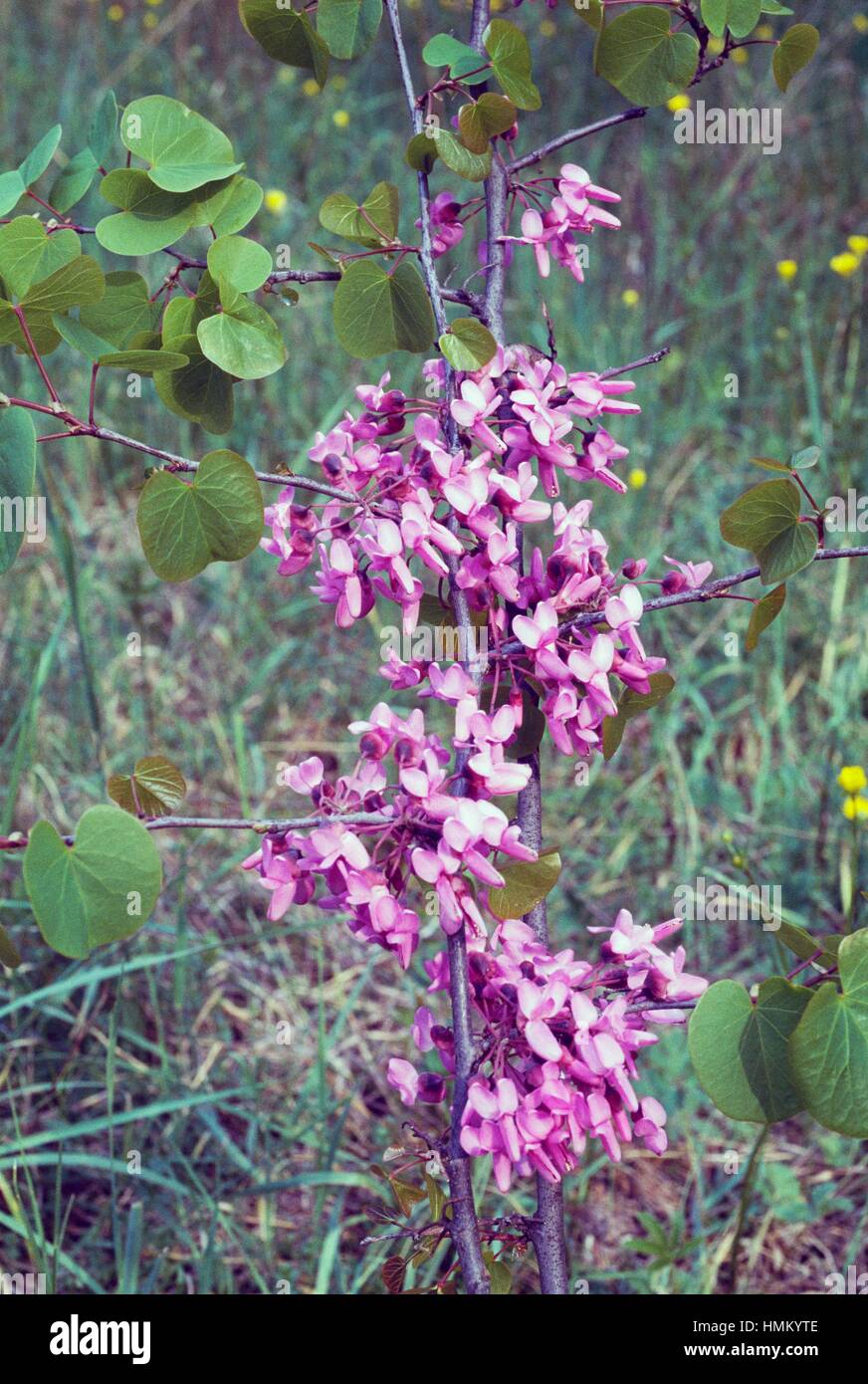 Judas tree inflorescences (Cercis siliquastrum), Fabaceae Stock Photo ...