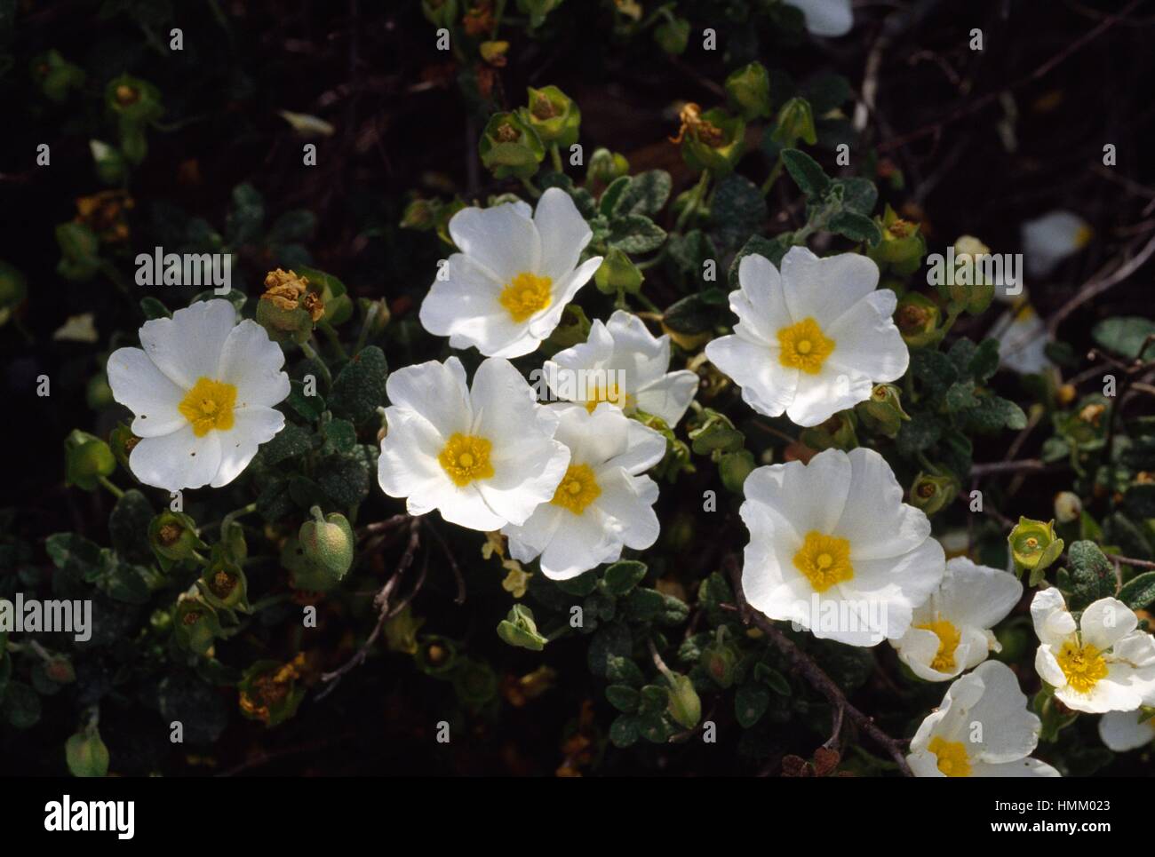 Sageleaved rock rose (Cistus salvifolius), Cistaceae Stock Photo Alamy