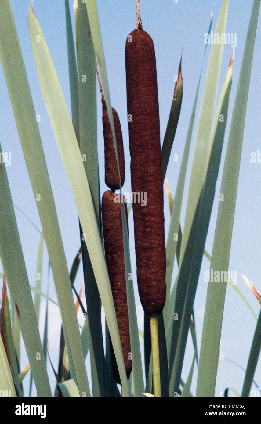 Bulrush or Cattail (Typha latifolia), Typhaceae. Stock Photo