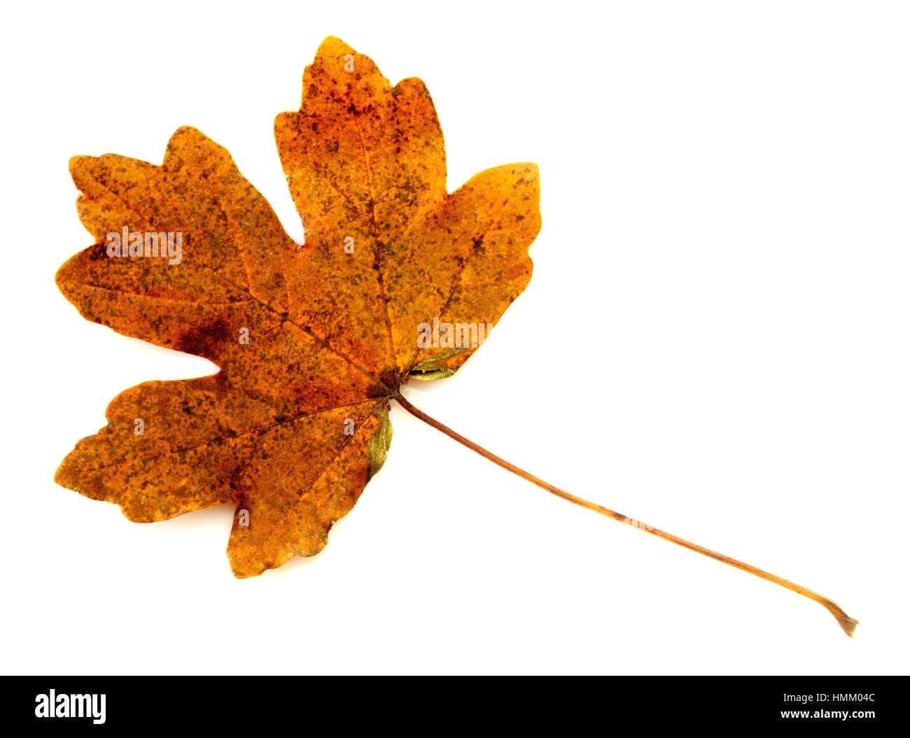 Colorful autumn leaf isolated on white background closeup Stock Photo ...