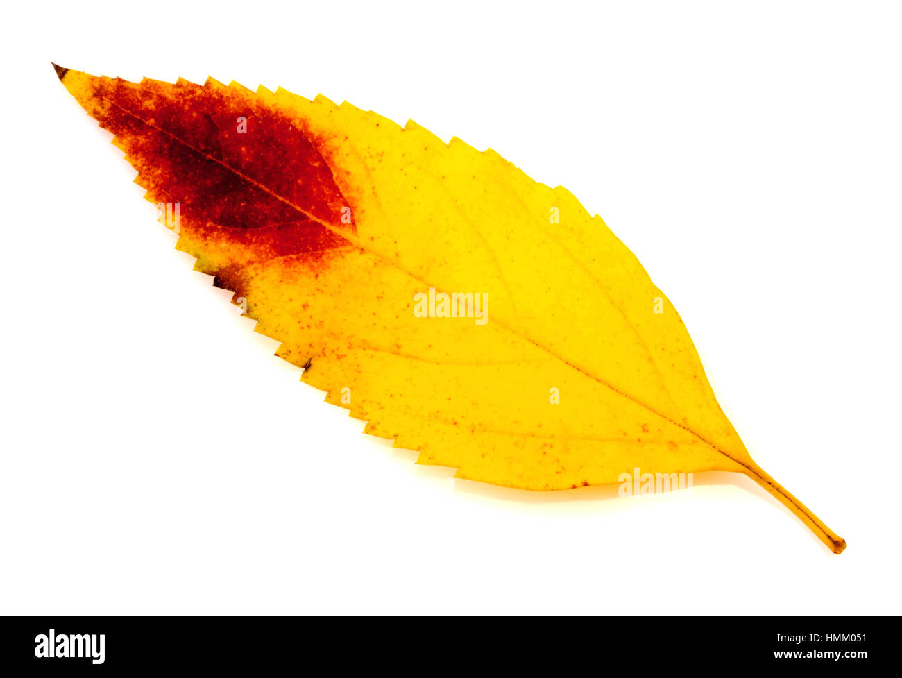 Colorful autumn leaf isolated on white background closeup Stock Photo ...