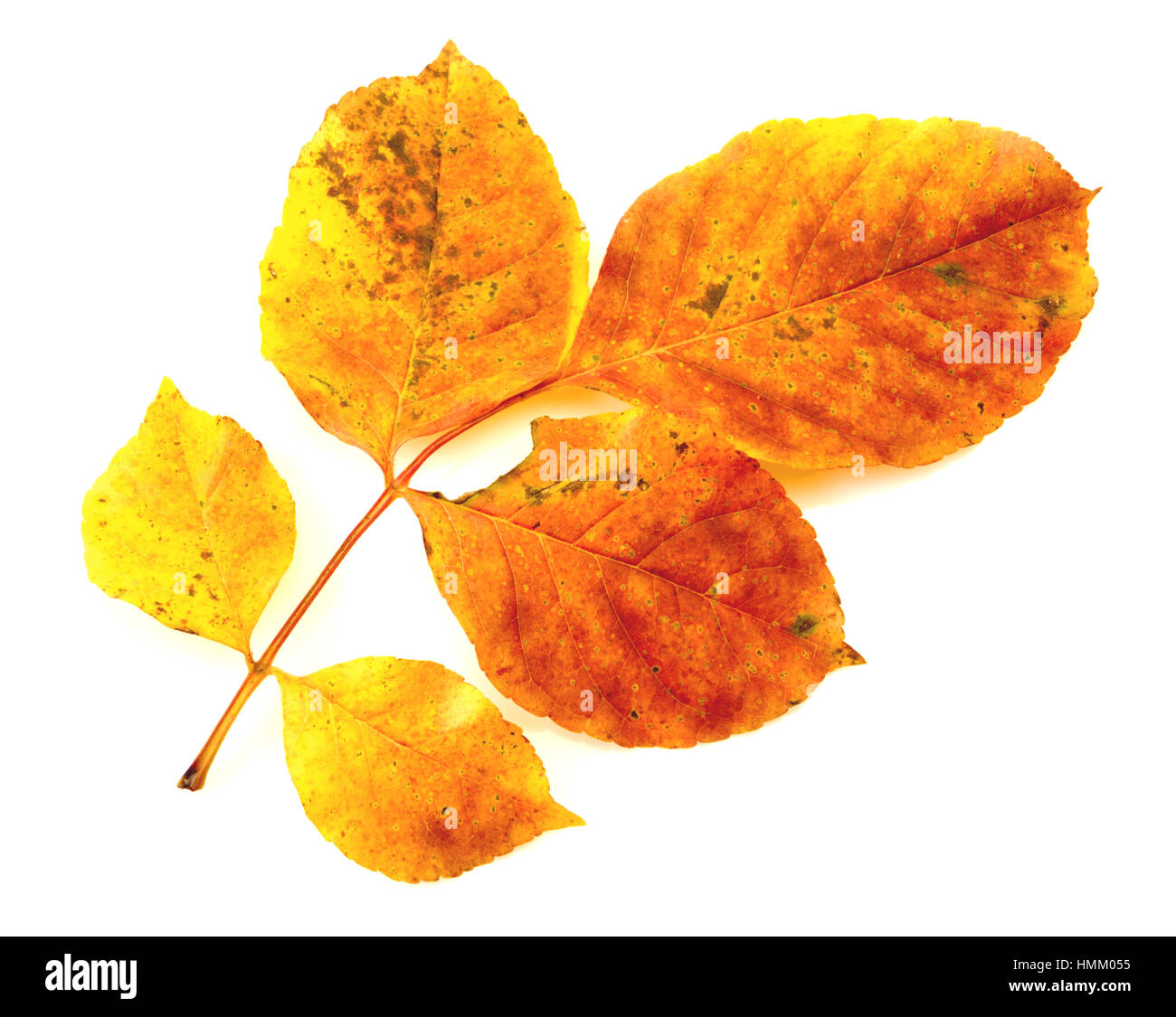 Colorful autumn leaf isolated on white background closeup Stock Photo ...