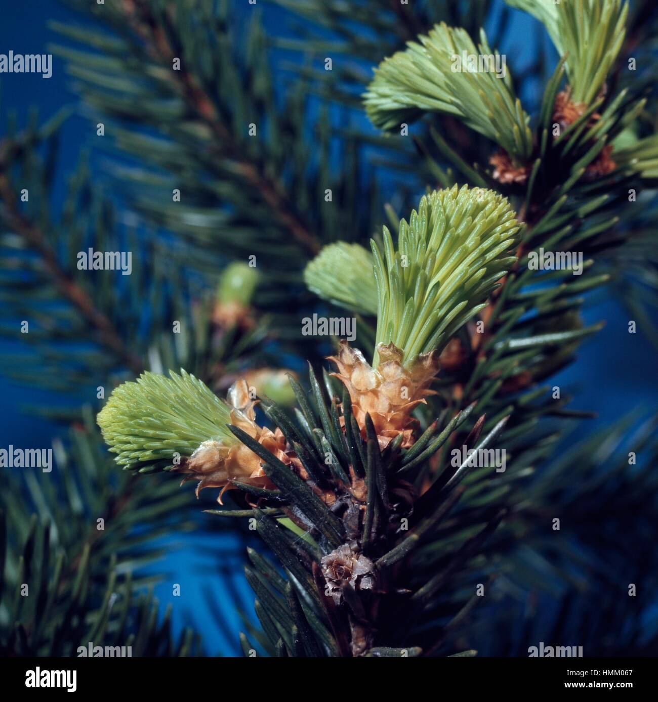 Norway Spruce leaf buds (Picea abies), Pinaceae. Stock Photo