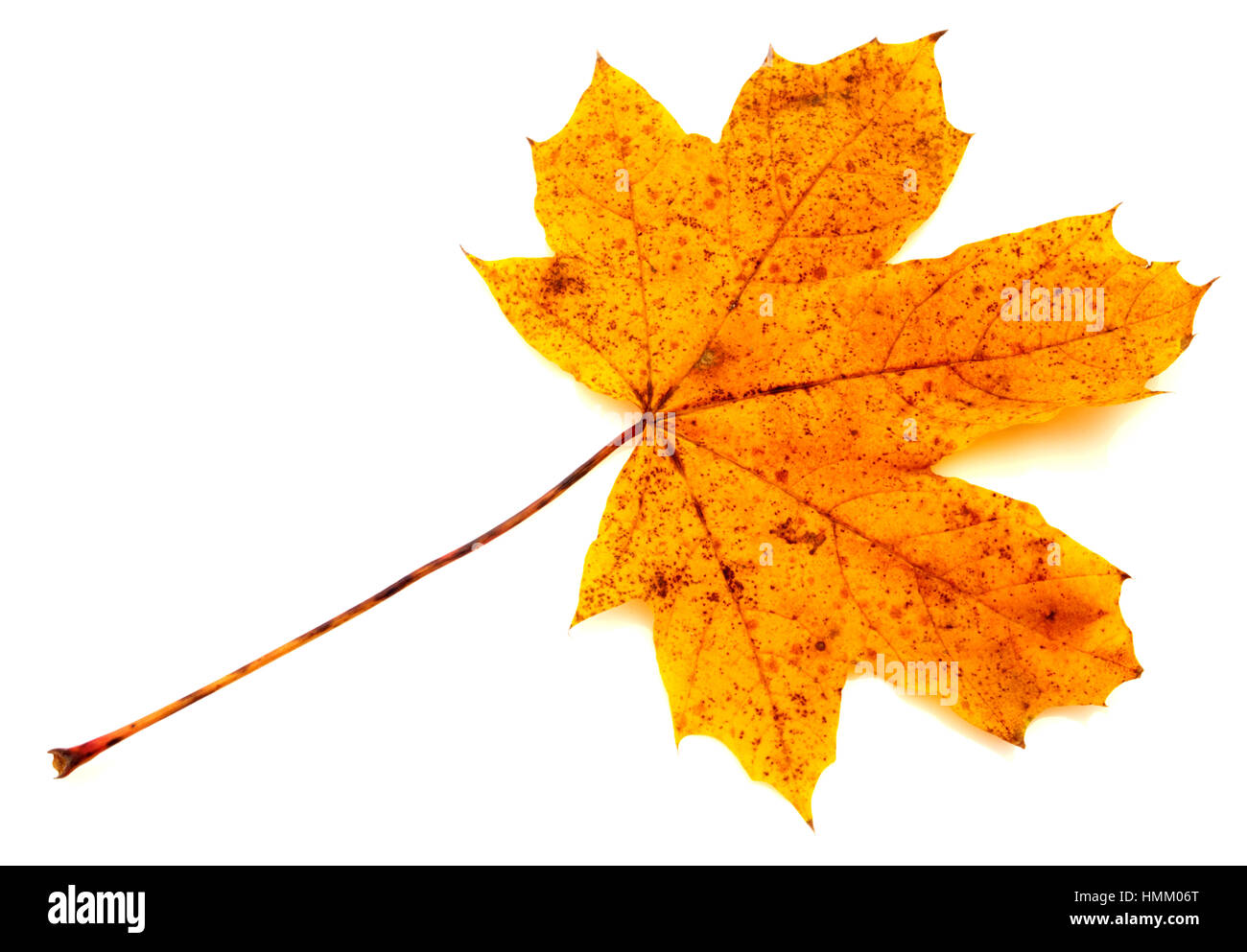 Colorful autumn leaf isolated on white background closeup Stock Photo ...