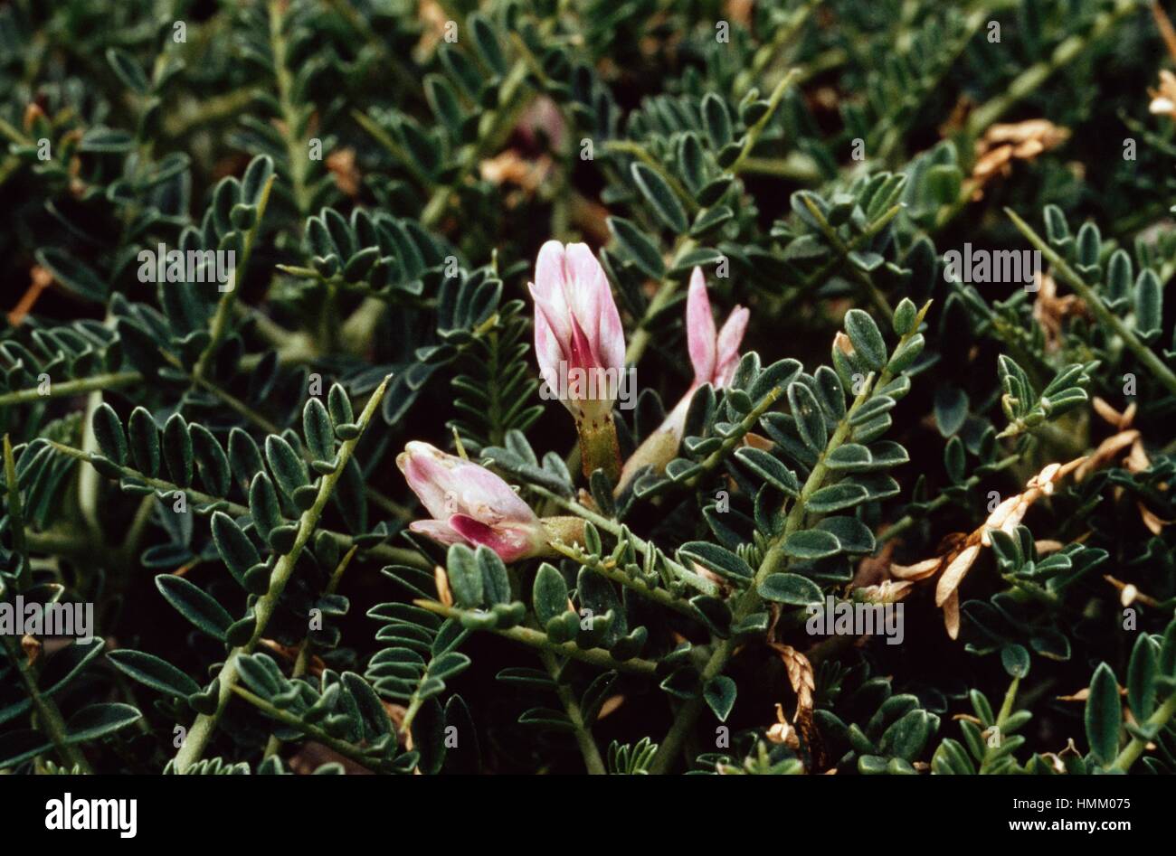 Tragacanth (Astragalus massiliensis or Astragalus tragacantha), Fabaceae. Stock Photo