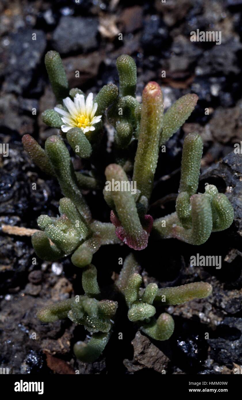 Slenderleaf ice plant (Mesembryanthemum nodiflorum), Aizoaceae or stone plants. Stock Photo
