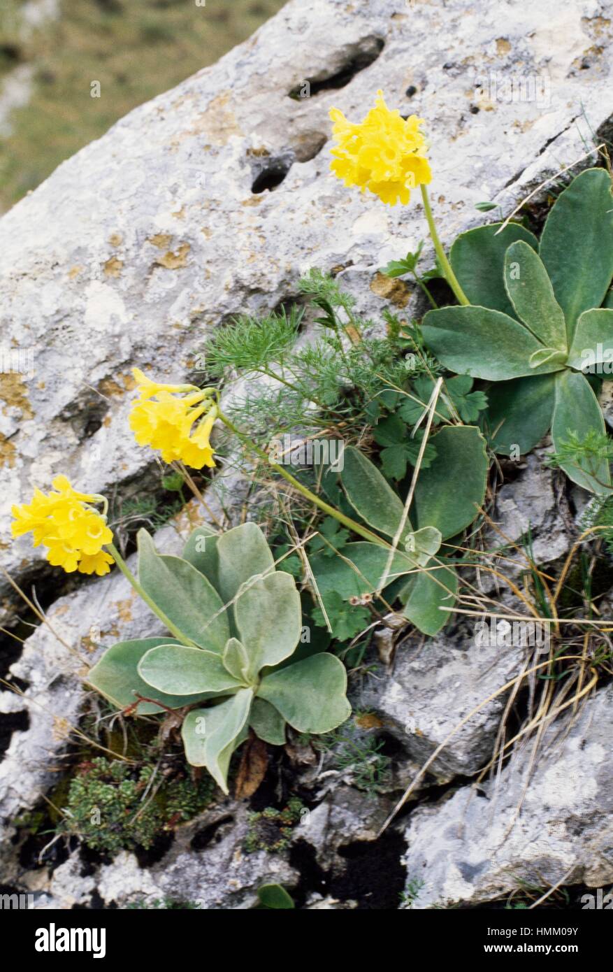 Auricula, mountain cowslip or bear's ear (Primula auricula), Primulaceae. Stock Photo