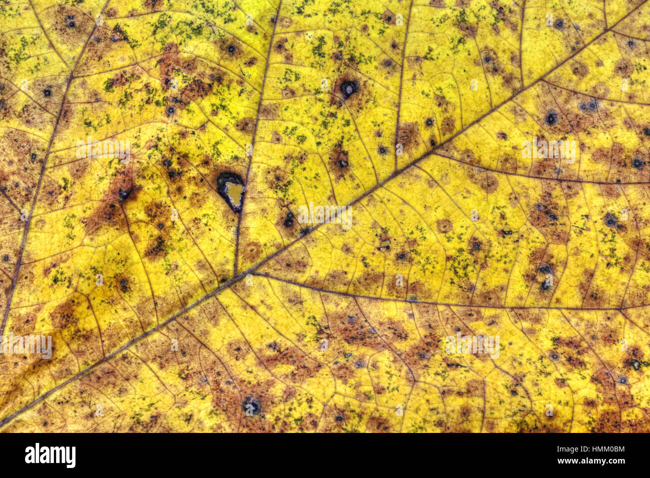 Dry autumn leaf background Stock Photo - Alamy