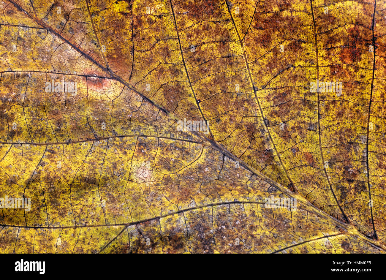 Dry autumn leaf background Stock Photo - Alamy