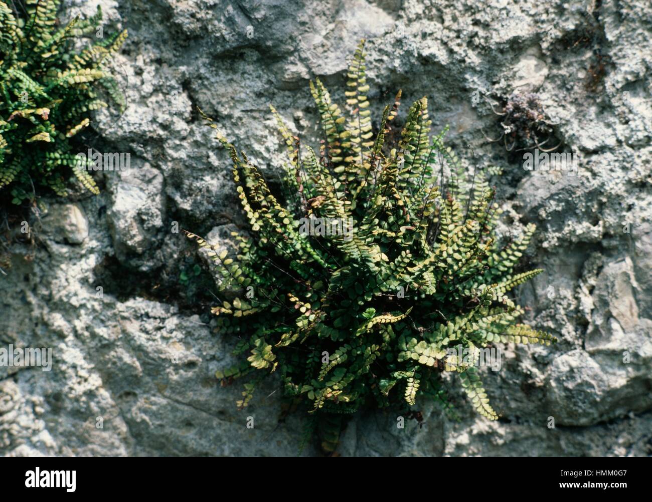 Black Spleenwort (Asplenium adiantum-nigrum), Aspleniaceae. Stock Photo