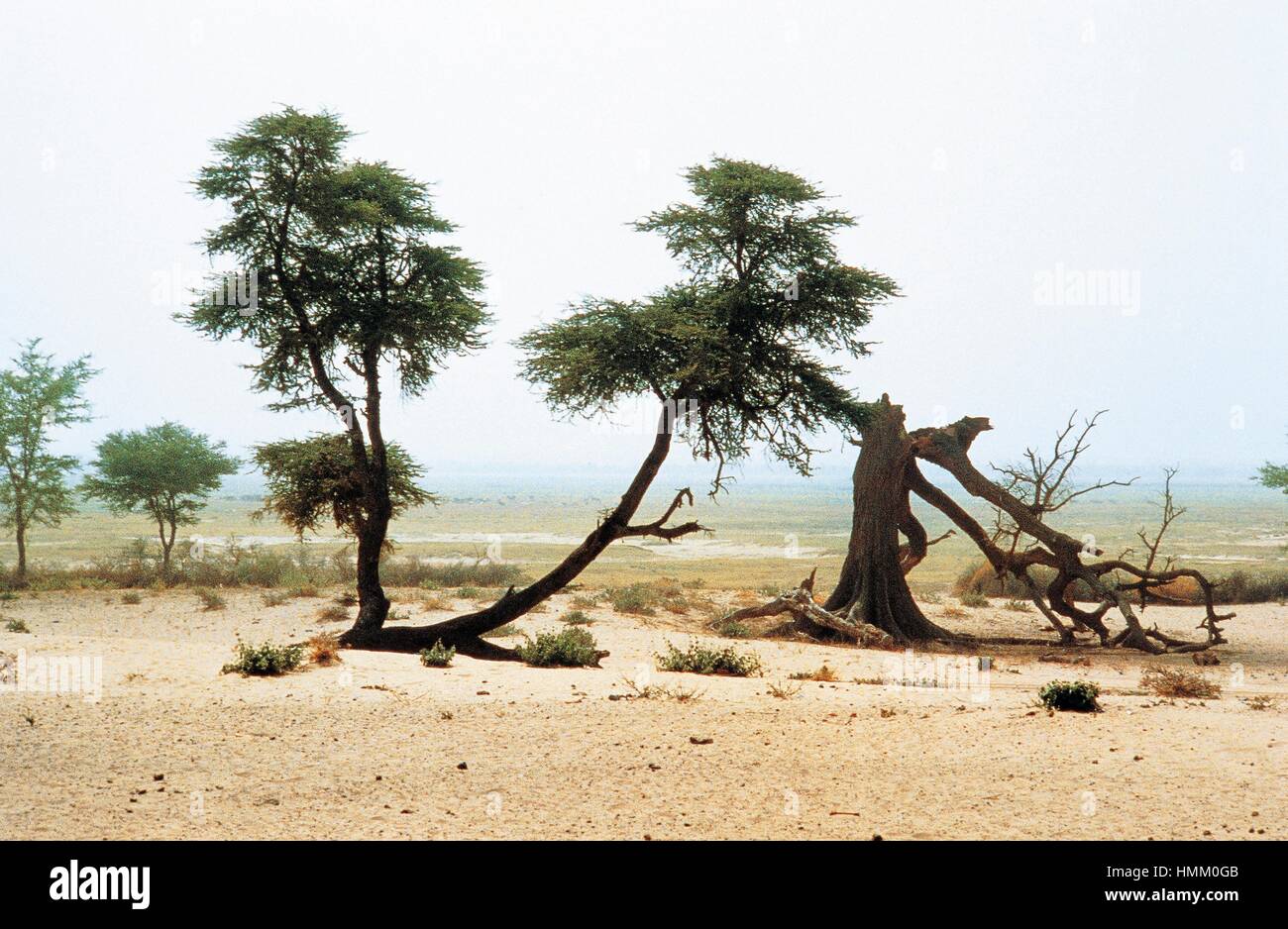 Drought-damaged trees, Burkina Faso. Stock Photo