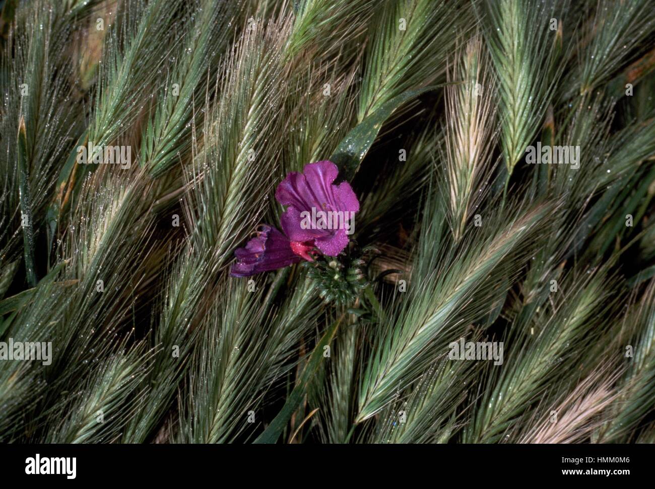 Wheat ears with Salvation jane flower (Echium plantagineum), Boraginaceae. Stock Photo