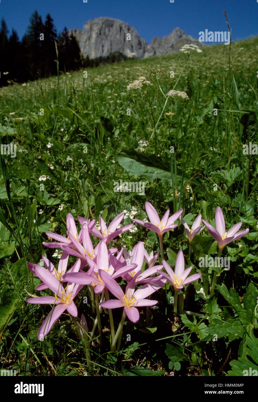Alpine meadow saffron (Colchicum alpinum), Colchicaceae. Stock Photo