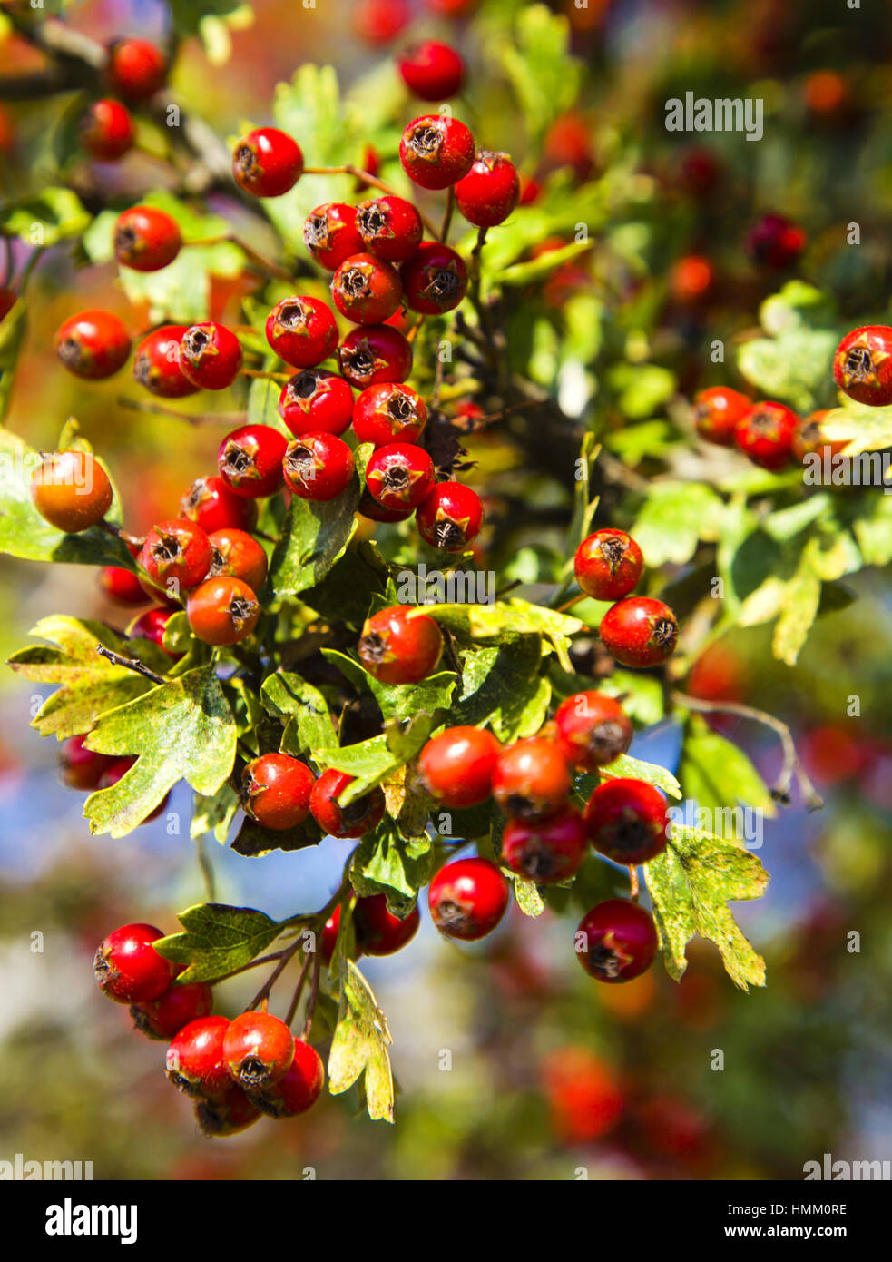 Tree with red berries Stock Photo - Alamy