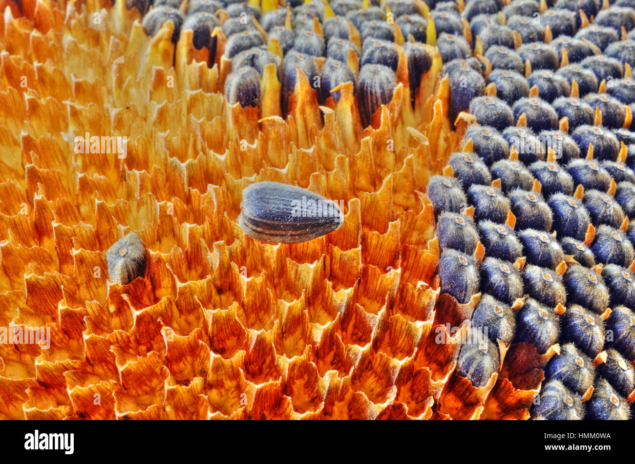 sunflower-and-seeds-closeup-stock-photo-alamy