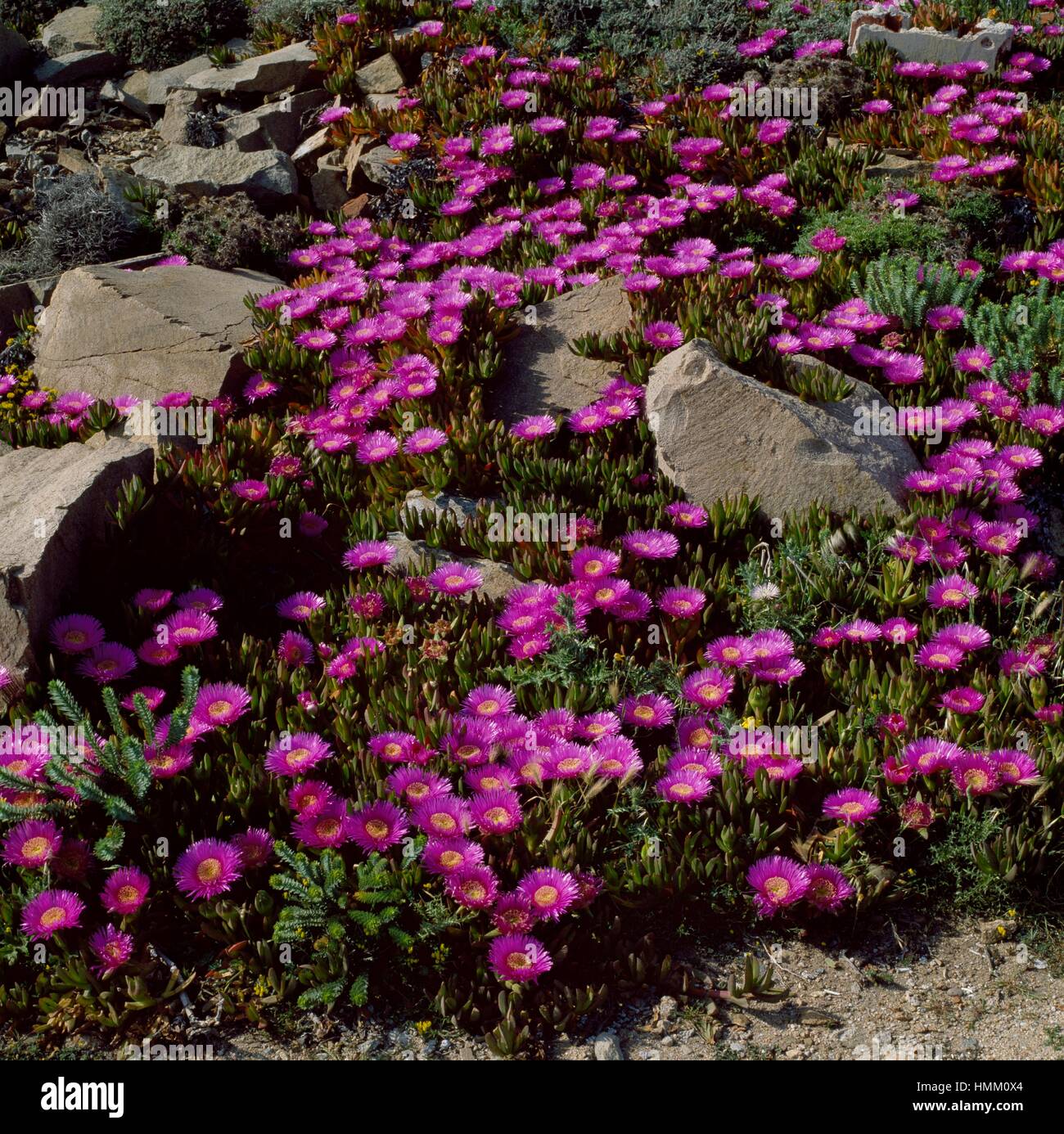 Pigface, ice plant or Hottentot plant (Carpobrotus acinaciformis), Aizoaceae, Caprera island, Sardina, Italy. Stock Photo